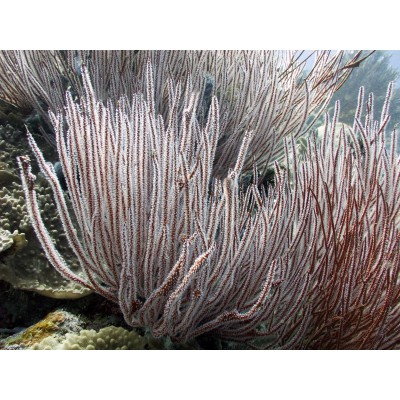 Ctenocella sp.Горгонария Ктеноцелла Ctenocella sp.Горгонария Ктеноцелла