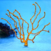 Diodogorgia sp.Горгонария Диодогоргия желтая