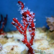 Diodogorgia sp.Горгонария Диодогоргия красная