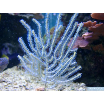 Euplexaura spГоргонария Эуплексаура Euplexaura spГоргонария Эуплексаура