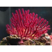 Menella sp. Горгонария Менелла 