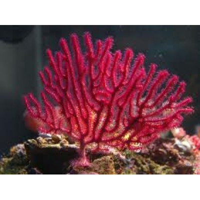 Menella sp. Горгонария Менелла Menella sp. Горгонария Менелла