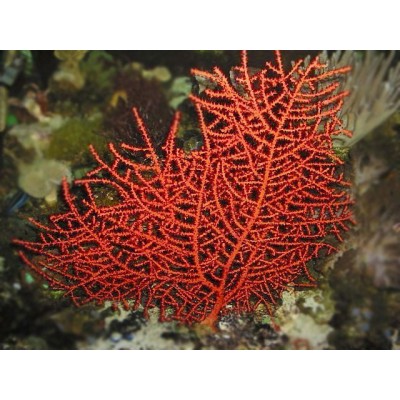 Swiftia sp Горгонария Свифтия Swiftia sp Горгонария Свифтия