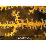 Swiftia sp Горгонария Свифтия