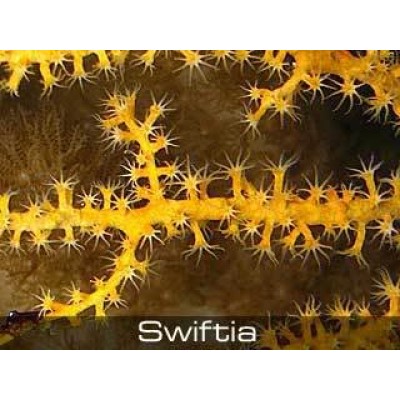 Swiftia sp Горгонария Свифтия Swiftia sp Горгонария Свифтия