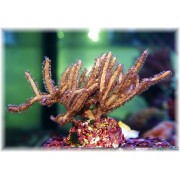 Pterogorgia guadalupensis  горгонария