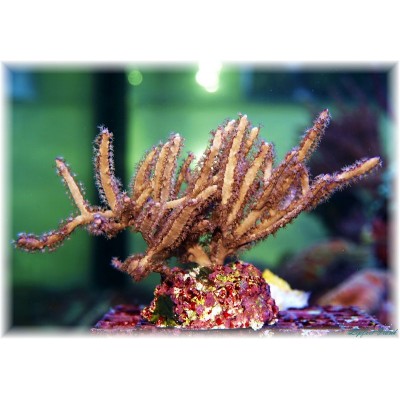 Pterogorgia guadalupensis горгонария Pterogorgia guadalupensis горгонария