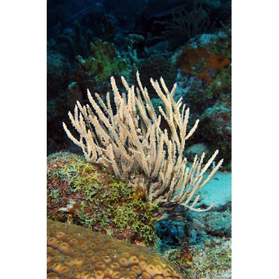 Pterogorgia citrina горгонария Pterogorgia citrina горгонария