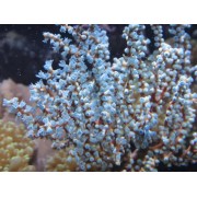 Acalycigorgia sp горгонария