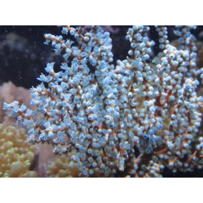 Acalycigorgia sp горгонария Acalycigorgia sp горгонария