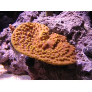 Turbinaria sp. турбунария