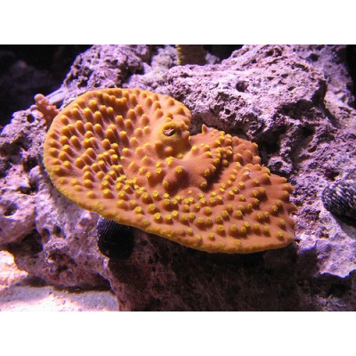 Turbinaria sp. турбунария Turbinaria sp. турбунария