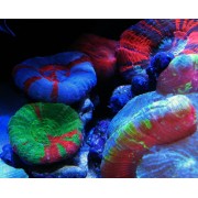 Scolymia australis Сколимия