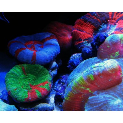 Scolymia australis Сколимия Scolymia australis Сколимия