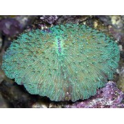 Фунгия Зелёная (Fungia Repanda) L