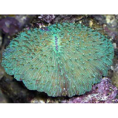 Фунгия Зелёная (Fungia Repanda) L Фунгия Зелёная (Fungia Repanda) L