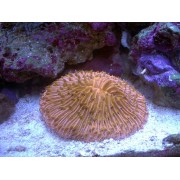 Fungia repanda Фунгия оранжевая