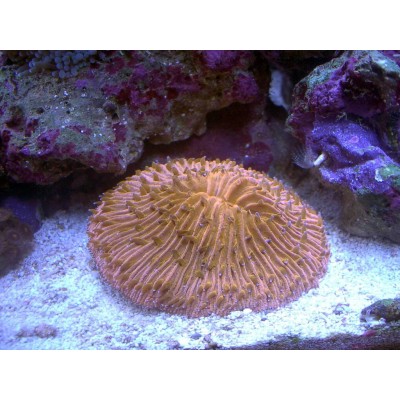 Fungia repanda Фунгия оранжевая Fungia repanda Фунгия оранжевая