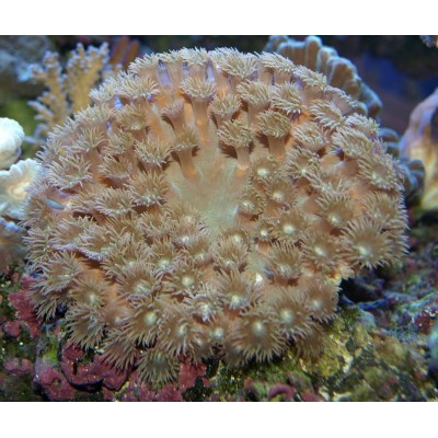 Turbinaria peltata турбинария Turbinaria peltata турбинария