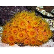 Tubastrea aurea Тубастрея