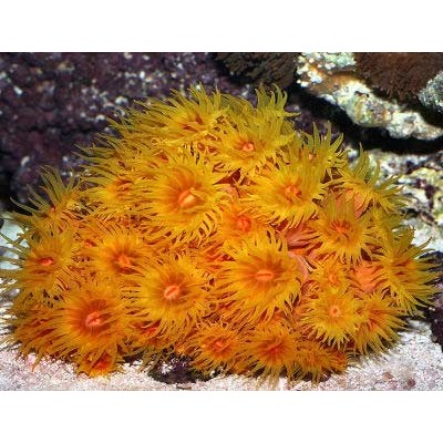 Tubastrea aurea Тубастрея Tubastrea aurea Тубастрея