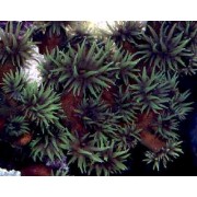 Tubastrea micrantha Тубастрея