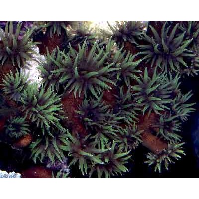 Tubastrea micrantha Тубастрея Tubastrea micrantha Тубастрея