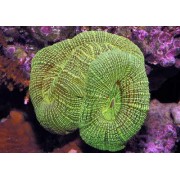 Trachyphyllia radiata трахифиллия