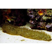 Polyphyllia sp. Полифиллия