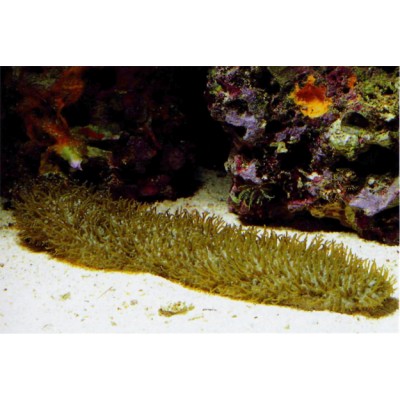 Polyphyllia sp. Полифиллия Polyphyllia sp. Полифиллия