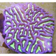 Platygyra sp.Платигира 