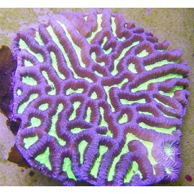 Platygyra sp.Платигира Platygyra sp.Платигира