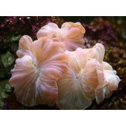 Nemenzophyllia turbida немозофиллия