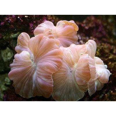 Nemenzophyllia turbida немозофиллия Nemenzophyllia turbida немозофиллия