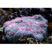 Mycedium sp. глазчатый коралл