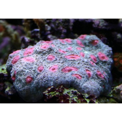 Mycedium sp. глазчатый коралл Mycedium sp. глазчатый коралл