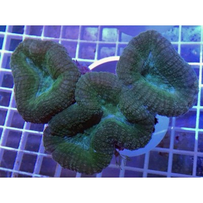 Лобофиллия (Lobophyllia) M Лобофиллия (Lobophyllia) M