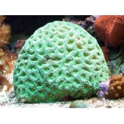 Favites chinensis Фавитес