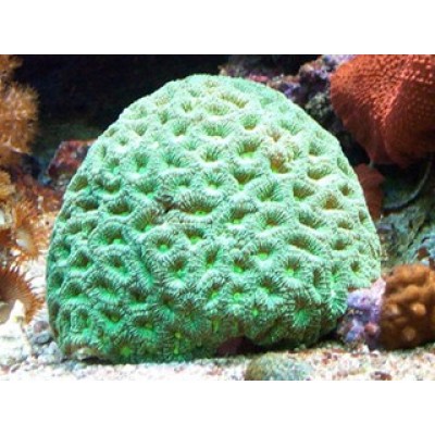 Favites chinensis Фавитес Favites chinensis Фавитес