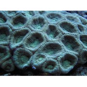 Favites complanata Фавитес