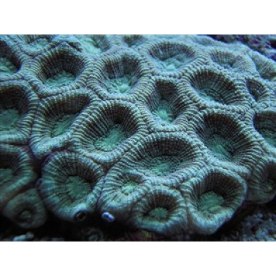 Favites complanata Фавитес Favites complanata Фавитес