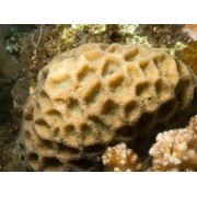 Favites flexuosa Фавитес