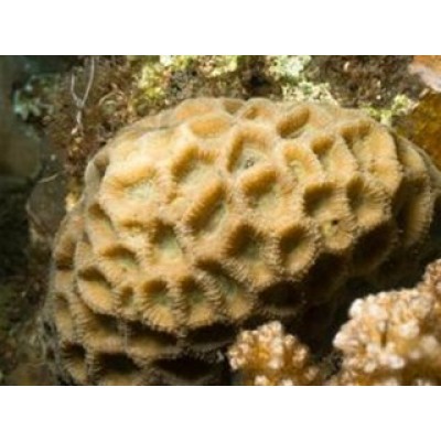 Favites flexuosa Фавитес Favites flexuosa Фавитес