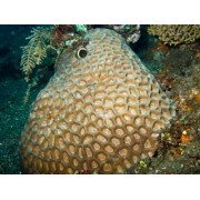 Favites paraflexuosa Фавитес