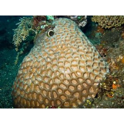 Favites paraflexuosa Фавитес Favites paraflexuosa Фавитес