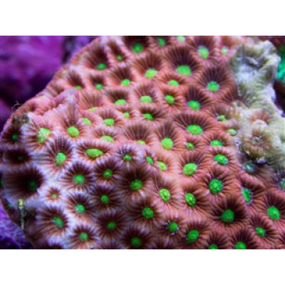 Favites pentagona Фавитес Favites pentagona Фавитес