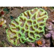 Favites russelli Фавитес