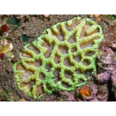 Favites russelli Фавитес Favites russelli Фавитес