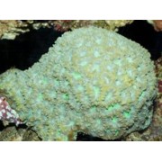 Favites stylfera Фавитес