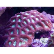 Favites vastaФавитес